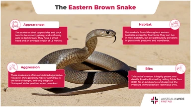 Infographic about Australian Eastern Brown Snake